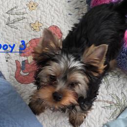 Boy 3 - Blue and gold male Yorkshire Terrier puppy in Greenfield, Indiana from Sharon's Yorkshire Terriers