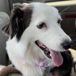 ASH - Australian Shepherd