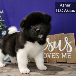 Asher - Black male Akita puppy in Chillicothe, Missouri from TLC Akitas