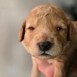Pumpkin - Apricot male Double Doodle puppy in Oceanside, California from Strong Mountain Doodles