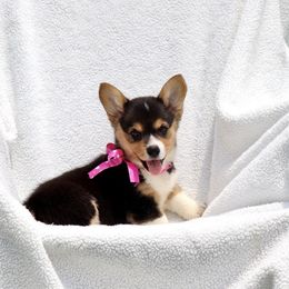 Pembroke Welsh Corgi Puppies from Flat town corgis