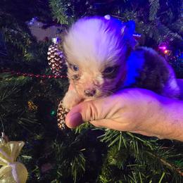 Grinch - Red merle male Miniature Australian Shepherd puppy in Arlington, Texas from CopperHead Aussies