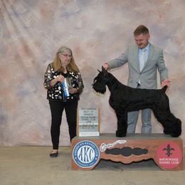 Halle - Giant Schnauzer