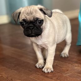 Chihuahuas and Pugs from Pam’s Perfect Pugs