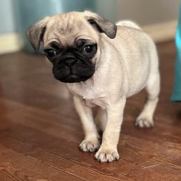 Chihuahuas and Pugs from Pam’s Perfect Pugs