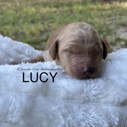 Goldendoodle Puppies from O’Doodle Clan Goldendoodles