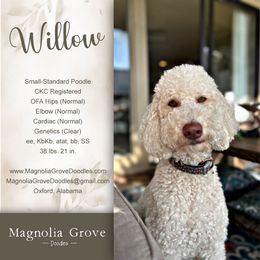 Willow - Poodle