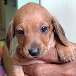 Girl 3 - female Dachshund puppy in Windom, Minnesota from Wyrmhund Dachshunds