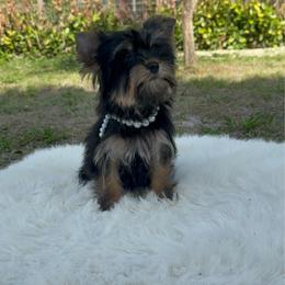 Jasper - Black and tan male Yorkshire Terrier puppy in North Naples, Florida from Moon Ranch Puppies