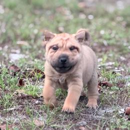 Palm - Fawn male Chinese Shar-Pei puppy in Lehigh Acres, Florida from Florida Wrinkles