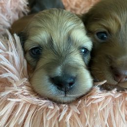 Dachshund Puppies from Channelledox