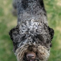 Lagotti Romagnoli from Salt Lake Lagotto