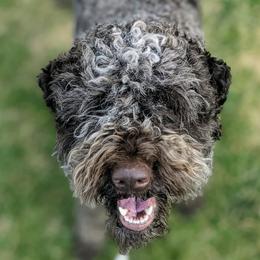 Lagotti Romagnoli from Salt Lake Lagotto