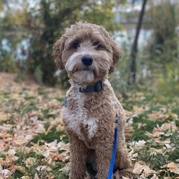 Spud - Goldendoodle