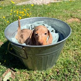 Cash - Dapple male Dachshund puppy in Crossville, Tennessee from Golden Mini Farm