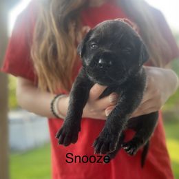 Boy 1 - Brindle Mastiff puppy in South Dakota from Clearbrook Mastiffs