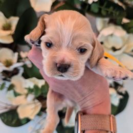 Einstein - Silver male Cocker Spaniel puppy in Platteville, Wisconsin from Elk Grove Cocker Spainels