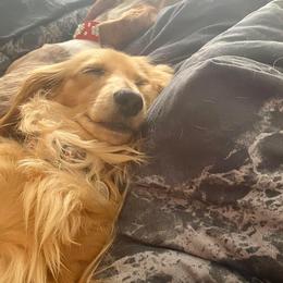 Dachshund and Miniature Schnauzer Puppies from The Bossy Doxie Farm
