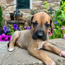 Light pink collar - Fawn female Great Dane puppy in Corsica, Pennsylvania from Ferguson Family Danes LLC