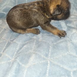 French Bulldog Puppies from Lake Martin Fancy Frenchies