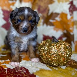 Blue Merle girl #2 - Blue merle Miniature Australian Shepherd puppy in Buchanan, Georgia from Stanleyville Farm Mini Aussies