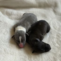 Girl 1 - White and blue female Italian Greyhound puppy in Texas from Italian Greyhounds of Frisco