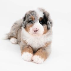 Frisco - male Australian Mountain Doodle puppy in Franklin County, Missouri from Brick House Farm Doodles