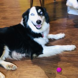 Sandy - Australian Shepherd