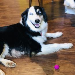 Sandy - Australian Shepherd