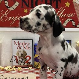 Raven - Harlequin Great Dane puppy in Brandon Township, Michigan from DuBord Great Danes