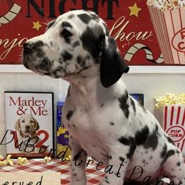 Raven - Harlequin Great Dane puppy in Brandon Township, Michigan from DuBord Great Danes