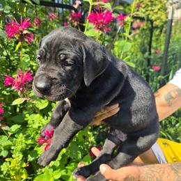 Pinot - Black male Great Dane puppy in Monroe County, Pennsylvania from Poke-A-Nose Danes