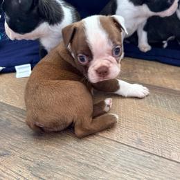 Poppy - Red female Boston Terrier puppy in Kentucky from Graceful Paws
