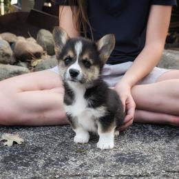 Yancy - Black and tan male Pembroke Welsh Corgi puppy in Coleman, Michigan from Salt Creek Farm Dogs