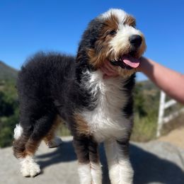 Rivvia - Bernedoodle
