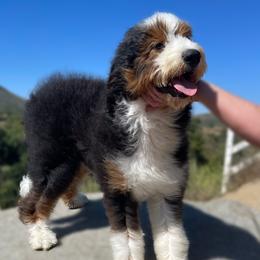 Rivvia - Bernedoodle