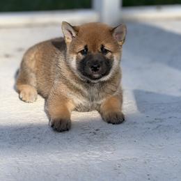 Girl 1 - Sesame female Shiba Inu puppy in Lakeland, Florida from Shiba Co.