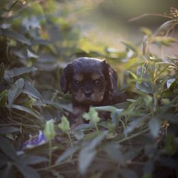 Cavalier King Charles Spaniel and Golden Retriever Puppies from Tsarevich Goldens and Cavaliers