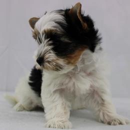 Alice 4400 - Black tan and white female Biewer Terrier puppy in Ambrose, Georgia from Southern Star Biewer Terriers