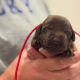 1st Pick Chocolate Male - Chocolate male Labrador Retriever puppy in Winchester, Kentucky from Bourbon Country Retrievers