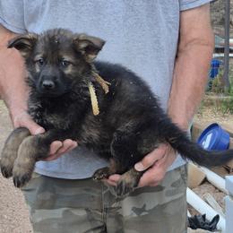 Yellow Boy 3 - Sable male German Shepherd puppy in Lake George, Colorado from High Country German Shepherds