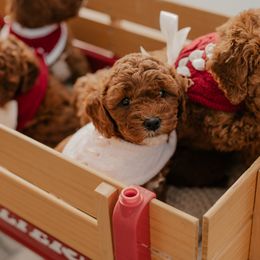 Goldendoodle and Sheepadoodle Puppies from Dooling Doodles