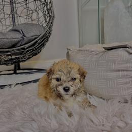 Morkie Puppies from Smart Farms