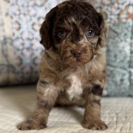 Cosmo - Merle male Cavapoo puppy in Beckley, West Virginia from By Design Doodles