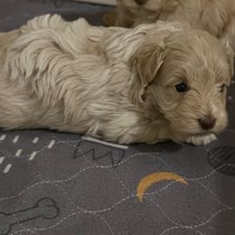 Sierra - Wheaten female Miniature Schnauzer puppy in Slaughterville, Oklahoma from Priscilla's Miniature Schnauzers