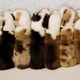 American Corgi and Pembroke Welsh Corgi Puppies from Whimsical Treasure Corgis