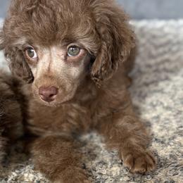 Teddy - Brown male Poodle puppy in Navarre, Florida from KAYY services