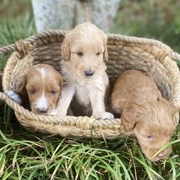 Australian Labradoodle Puppies from Salona- Australian Labradoodles of North America