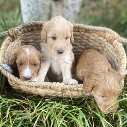 Australian Labradoodle Puppies from Salona- Australian Labradoodles of North America