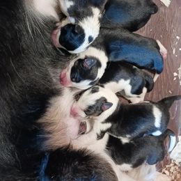 Border Collies from Wall's Border Collies